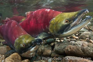 Two male sockeye salmon, swimming together against the current of the Adams River.  After four years of life and two migrations of the Fraser and Adams Rivers, they will soon fertilize a female's eggs and then die, Oncorhynchus nerka, Roderick Haig-Brown Provincial Park, British Columbia, Canada