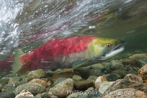 Adams River sockeye salmon.  A female sockeye salmon swims upstream in the Adams River to spawn, having traveled hundreds of miles upstream from the ocean, Oncorhynchus nerka, Roderick Haig-Brown Provincial Park, British Columbia, Canada