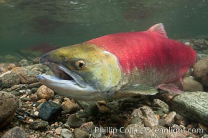 Adams River sockeye salmon.  A female sockeye salmon swims upstream in the Adams River to spawn, having traveled hundreds of miles upstream from the ocean, Oncorhynchus nerka, Roderick Haig-Brown Provincial Park, British Columbia, Canada