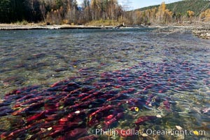 Sockeye salmon, swim upstream in the Adams River, traveling to reach the place where they hatched four years earlier in order to spawn a new generation of salmon eggs, Oncorhynchus nerka, Roderick Haig-Brown Provincial Park, British Columbia, Canada