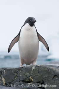 Adelie penguin, on rocky shore, leaving the ocean after foraging for food, Shingle Cove, Pygoscelis adeliae, Coronation Island, South Orkney Islands, Southern Ocean