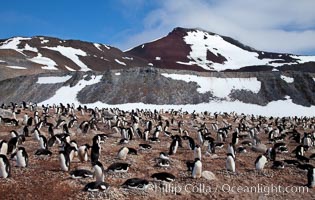 Adelie penguins, nesting, part of the enormous colony on Paulet Island, with the tall ramparts of the island and clouds seen in the background. Adelie penguins nest on open ground and assemble nests made of hundreds of small stones.