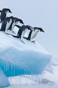 Adelie penguins, Pygoscelis adeliae, Brown Bluff