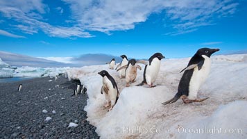 Adelie penguins navigate a steep dropoff, to get from their nests down to a rocky beach, in order to go to sea to forage for food, Pygoscelis adeliae, Paulet Island