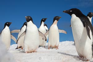 A group of Adelie penguins, on packed snow.