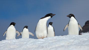 A group of Adelie penguins, on packed snow, Pygoscelis adeliae, Paulet Island