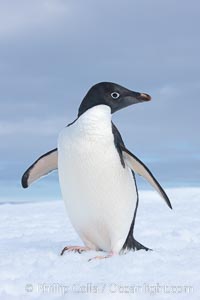 A curious Adelie penguin, standing at the edge of an iceberg, looks over the photographer, Pygoscelis adeliae, Paulet Island