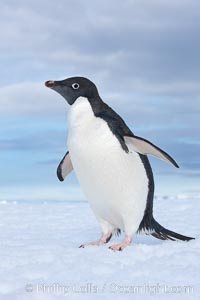 A curious Adelie penguin, standing at the edge of an iceberg, looks over the photographer, Pygoscelis adeliae, Paulet Island