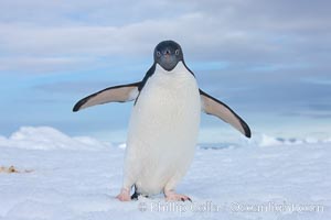 A curious Adelie penguin, standing at the edge of an iceberg, looks over the photographer, Pygoscelis adeliae, Paulet Island