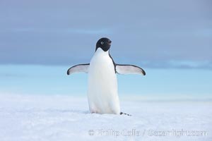 A curious Adelie penguin, standing at the edge of an iceberg, looks over the photographer, Pygoscelis adeliae, Paulet Island