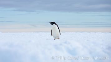 Adelie penguin, standing all alone on a big iceberg, Pygoscelis adeliae, Paulet Island