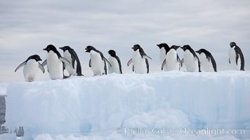 Adelie penguins, in a line, standing on an iceberg, Pygoscelis adeliae, Paulet Island