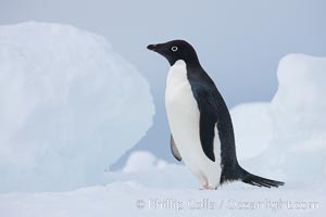 Adelie penguin, standing on a white iceberg, Pygoscelis adeliae, Paulet Island