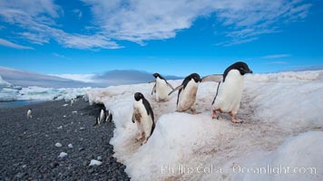 Adelie penguins navigate a well-worn path in the snow above a cobblestone beach, Pygoscelis adeliae, Paulet Island