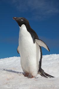 A cute, inquisitive Adelie penguin poses for a portrait while standing on snow, Pygoscelis adeliae, Paulet Island