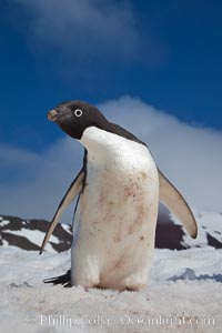 A curious Adelie penguin, standing on snow, inspects the photographer, Pygoscelis adeliae, Paulet Island