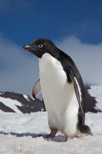 A curious Adelie penguin, standing on snow, inspects the photographer, Pygoscelis adeliae, Paulet Island