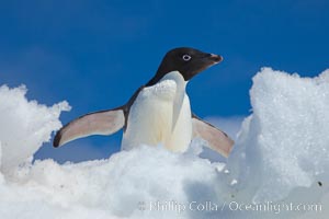 Adelie penguin looks through a gap on an iceberg, Pygoscelis adeliae, Paulet Island