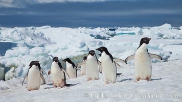 A group of Adelie penguins, on packed snow, Pygoscelis adeliae, Paulet Island