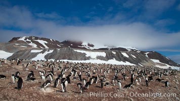 Adelie penguins, nesting, part of the enormous colony on Paulet Island, with the tall ramparts of the island and clouds seen in the background.  Adelie penguins nest on open ground and assemble nests made of hundreds of small stones. Antarctic Peninsula, Antarctica, Pygoscelis adeliae, natural history stock photograph, photo id 25066