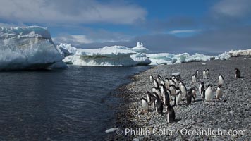 Adelie penguins walk along the edge of the sea, before leaving en masse to forage for food. Paulet Island, Antarctic Peninsula, Antarctica, Pygoscelis adeliae, natural history stock photograph, photo id 25067