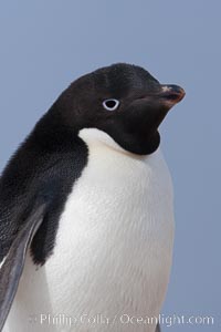 Adelie penguin, portrait showing beak and eye. Paulet Island, Antarctic Peninsula, Antarctica, Pygoscelis adeliae, natural history stock photograph, photo id 25068