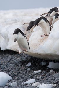 Adelie penguins navigate a steep dropoff, to get from their nests down to a rocky beach, in order to go to sea to forage for food, Pygoscelis adeliae, Paulet Island