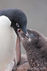 Adelie penguin, adult feeding chick by regurgitating partially digested food into the chick's mouth.  The pink food bolus, probably consisting of krill and marine invertebrates, can be seen being between the adult and chick's beaks, Pygoscelis adeliae, Shingle Cove, Coronation Island, South Orkney Islands, Southern Ocean