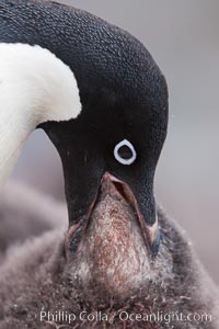 Adelie penguin, adult feeding chick by regurgitating partially digested food into the chick's mouth.  The pink food bolus, probably consisting of krill and marine invertebrates, can be seen being between the adult and chick's beaks, Pygoscelis adeliae, Shingle Cove, Coronation Island, South Orkney Islands, Southern Ocean