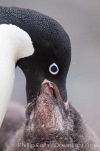 Adelie penguin, adult feeding chick by regurgitating partially digested food into the chick's mouth.  The pink food bolus, probably consisting of krill and marine invertebrates, can be seen being between the adult and chick's beaks, Pygoscelis adeliae, Shingle Cove, Coronation Island, South Orkney Islands, Southern Ocean
