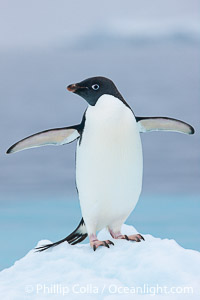 Adelie penguin on an iceberg, Pygoscelis adeliae, Brown Bluff