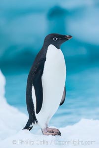 Adelie penguin on an iceberg, Pygoscelis adeliae, Brown Bluff