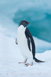 Adelie penguin on an iceberg, Pygoscelis adeliae, Brown Bluff