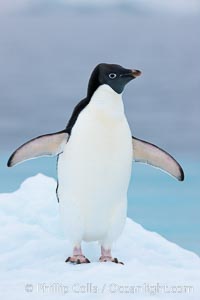 Adelie penguin on an iceberg, Pygoscelis adeliae, Brown Bluff