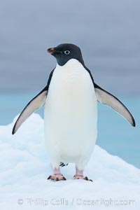 Adelie penguin on an iceberg, Pygoscelis adeliae, Brown Bluff