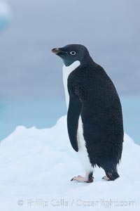 Adelie penguin on an iceberg, Pygoscelis adeliae, Brown Bluff