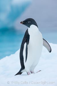 Adelie penguin on an iceberg, Pygoscelis adeliae, Brown Bluff