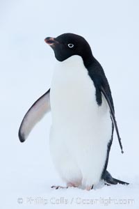 Adelie penguin on an iceberg, Pygoscelis adeliae, Brown Bluff