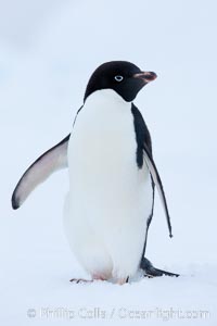 Adelie penguin on an iceberg, Pygoscelis adeliae, Brown Bluff