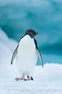 Adelie penguin on an iceberg, Pygoscelis adeliae, Brown Bluff