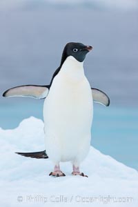 Adelie penguin on an iceberg, Pygoscelis adeliae, Brown Bluff