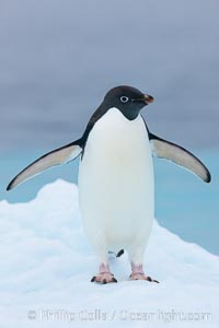 Adelie penguin on an iceberg, Pygoscelis adeliae, Brown Bluff