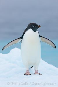 Adelie penguin on an iceberg, Pygoscelis adeliae, Brown Bluff