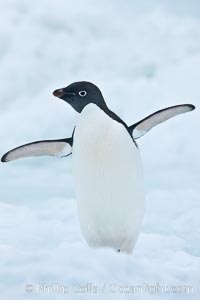 Adelie penguin on an iceberg, Pygoscelis adeliae, Brown Bluff