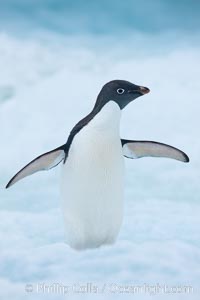 Adelie penguin on an iceberg, Pygoscelis adeliae, Brown Bluff