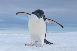 A curious Adelie penguin, standing at the edge of an iceberg, looks over the photographer, Pygoscelis adeliae, Paulet Island