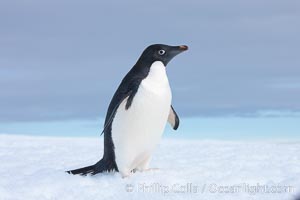 A curious Adelie penguin, standing at the edge of an iceberg, looks over the photographer, Pygoscelis adeliae, Paulet Island