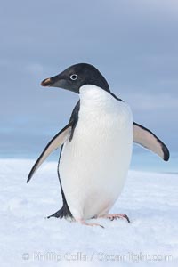 A curious Adelie penguin, standing at the edge of an iceberg, looks over the photographer, Pygoscelis adeliae, Paulet Island