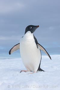 A curious Adelie penguin, standing at the edge of an iceberg, looks over the photographer, Pygoscelis adeliae, Paulet Island