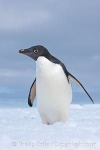 A curious Adelie penguin, standing at the edge of an iceberg, looks over the photographer, Pygoscelis adeliae, Paulet Island